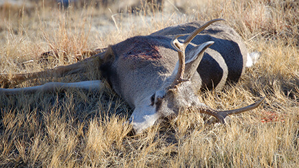 A slain buck laying on a field of grass