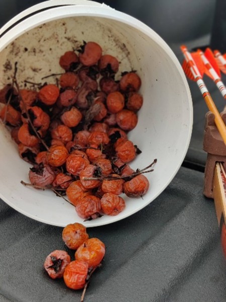 persimmons in a bucket